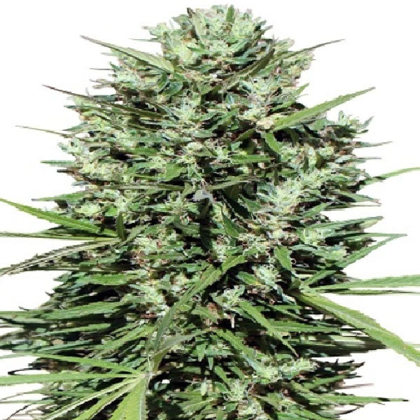 Ace Seeds Maroccan Beldia Kif Regolare