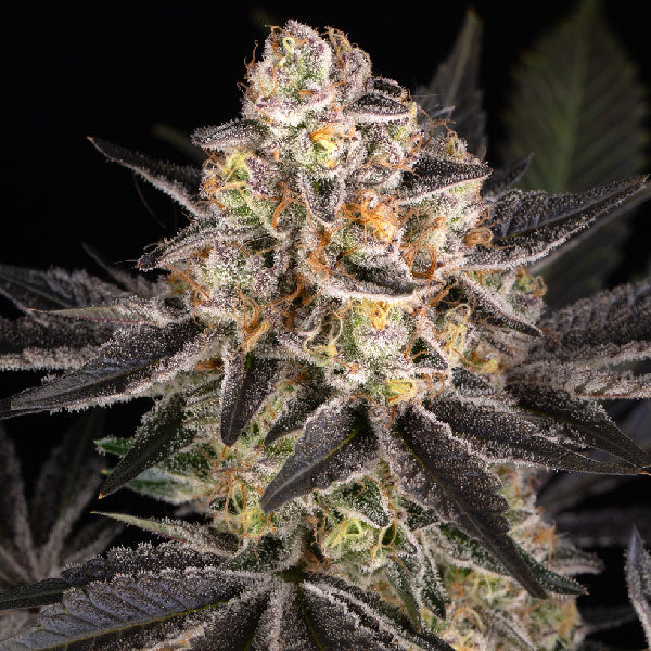 Barney's Farm Candy Pack