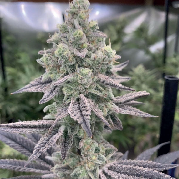 Black Farm Genetix Lemon Banana Mintz