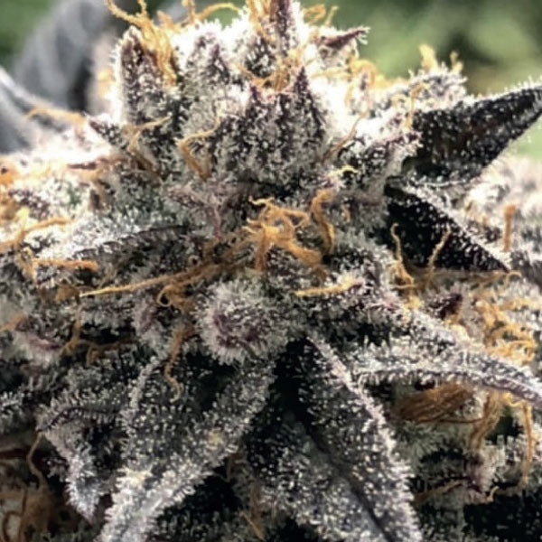 Black Farm Genetix Zkittles Divorce