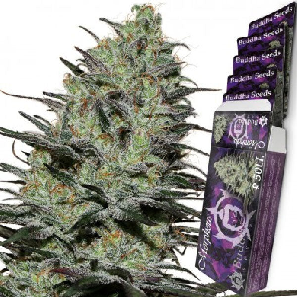 Buddha Seeds Morpheus
