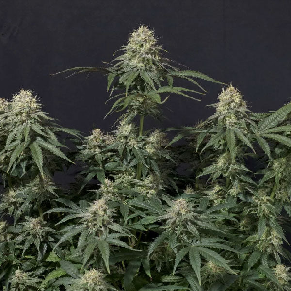 Fast Buds Tropicana Cookies FF