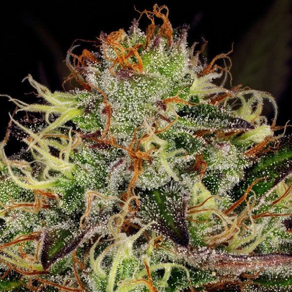 Paradise Seeds Chocolate Waffle