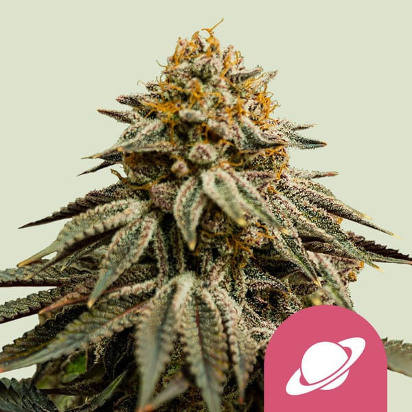 Royal Queen Seeds Royal Skywalker