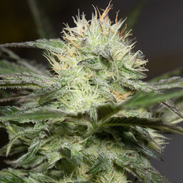 Silent Seeds Lemon Sorbet