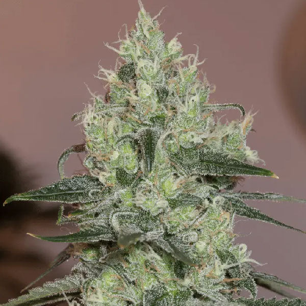 Silent Seeds Original Amnesia