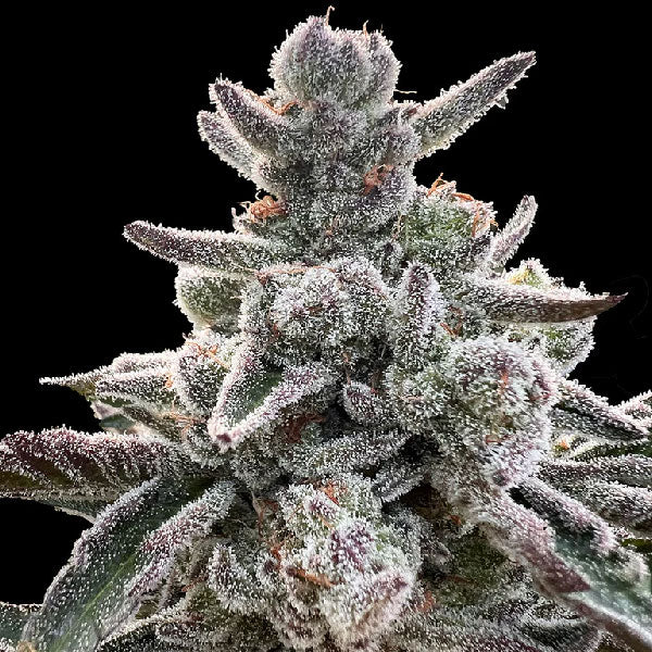 Silent Seeds Polar Gelato by Sherbinskis