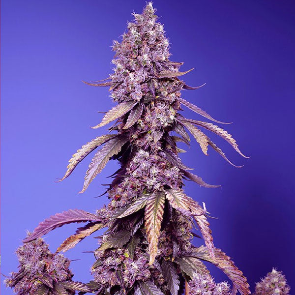 Sweet Seeds Black Muffin F1 Fast Version