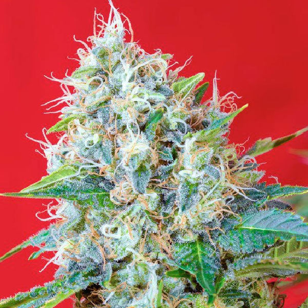 Sweet Seeds Green Poison