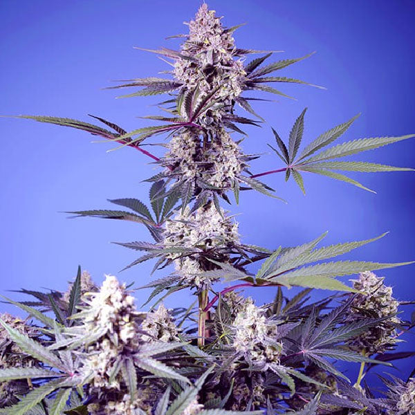 Sweet Seeds Mental Rainbow F1 Fast Version