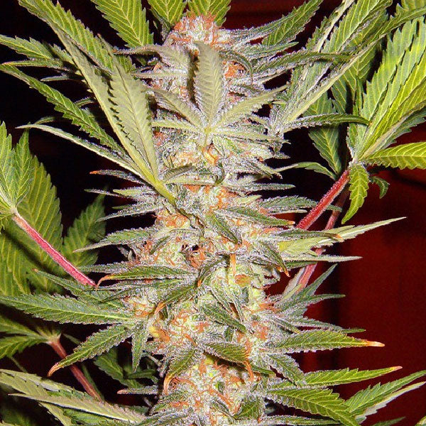 Sweet Seeds S.A.D. Sweet Afgani Delicious S1