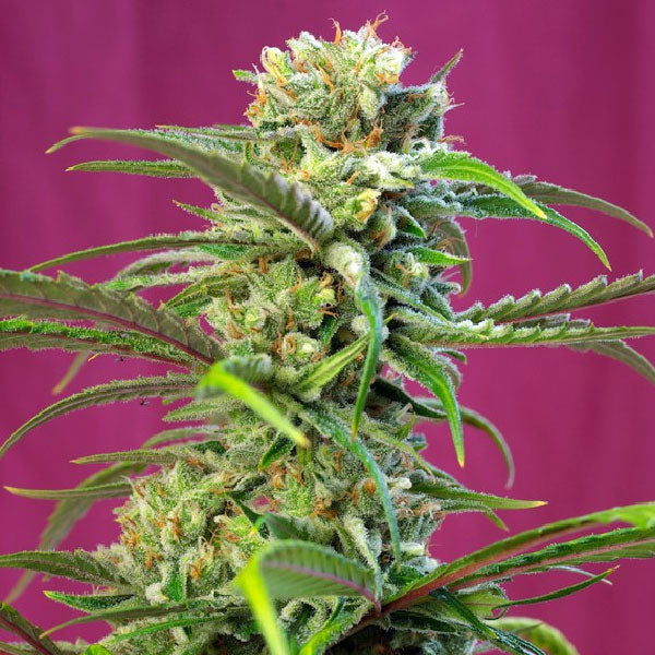 Sweet Seeds Sweet Tai