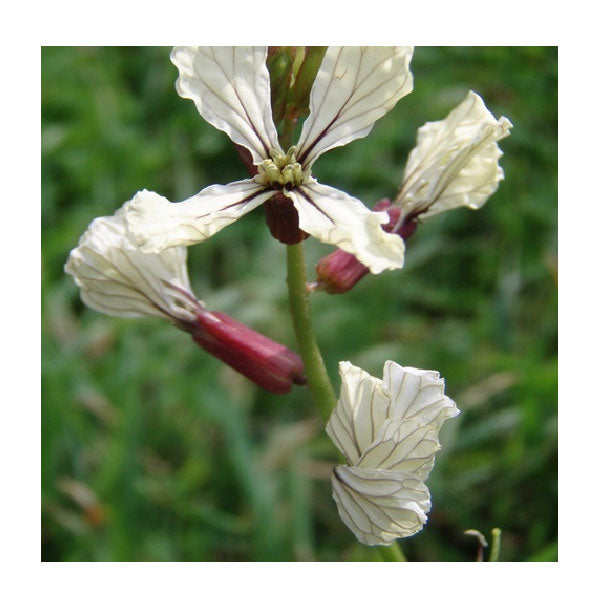 Wild Herbs Semi di Rapastrello