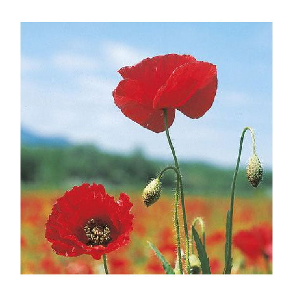 Wild Herbs Semi di Rosoline