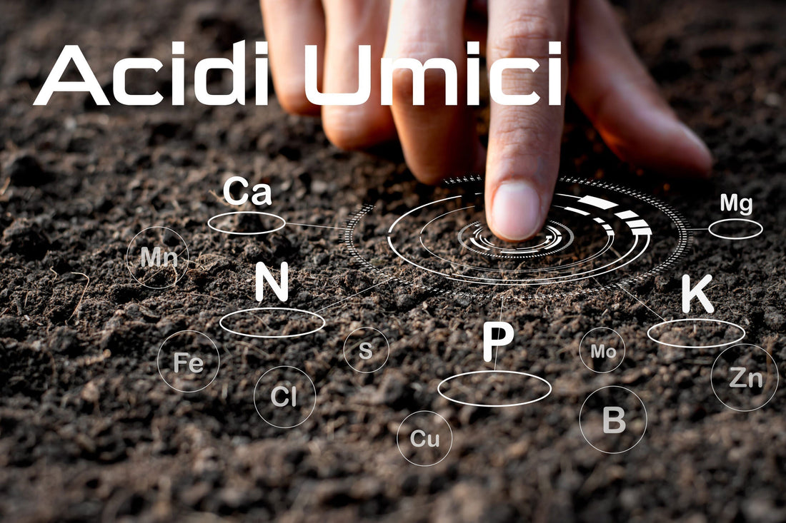 Acidi Umici
