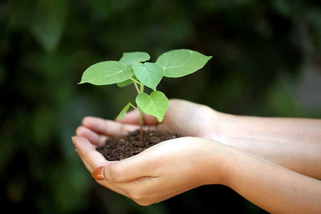 Come Preparare Talee: Guida Completa alla Propagazione delle Piante Indoor