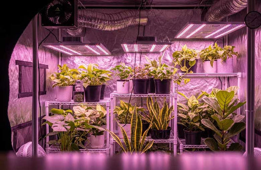 Guida Definitiva all’Illuminazione per la Coltivazione Indoor
