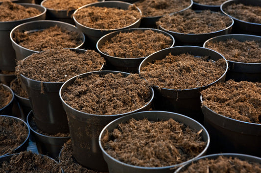 Guida al SuperSoil: Coltivazione Organica Naturale e Terreno Vivo