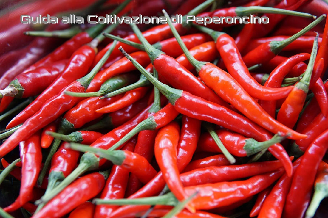 Guida alla Coltivazione di Peperoncino
