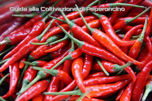 Guida alla Coltivazione di Peperoncino