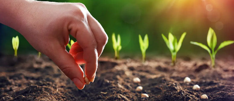 Guida alla Germinazione di Semi: Tecniche e Consigli per una Partenza Perfetta