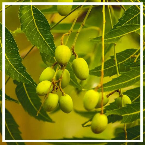 Olio di Neem per la prevenzione di Parassiti