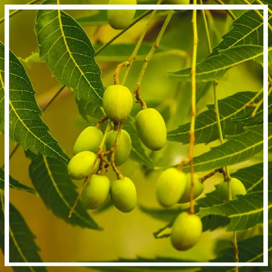 Olio di Neem per la prevenzione di Parassiti