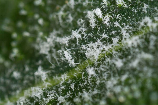 Prevenzione e cura dei funghi nella coltivazione Indoor