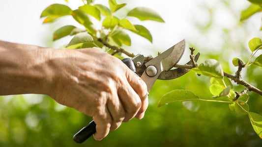 Potare le Piante Ornamentali per Massimizzare la Resa Indoor
