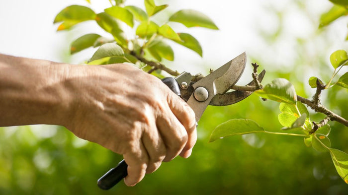 Potare le piante ornamentali per massimizzare la resa