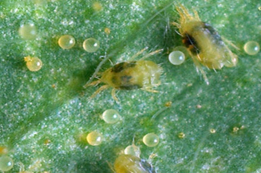 Ragnetto Rosso Prevenzione e Cura