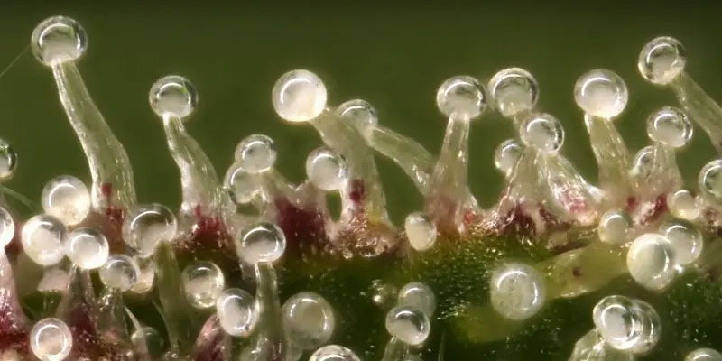 Tricomi e Maturazione: Come Capire il Momento Perfetto per la Raccolta