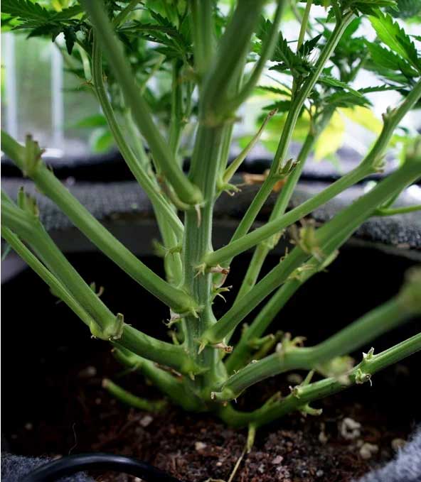 Lollipopping: Come Aumentare le Rese delle Piante Ornamentali Indoor