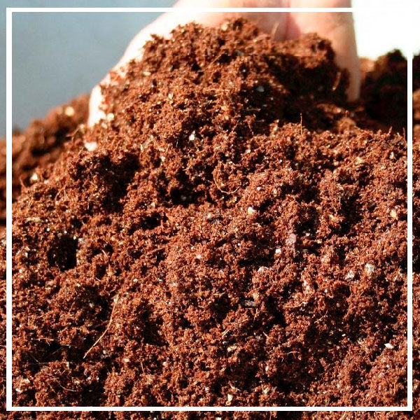 Cocco - Substrato di Coltivazione