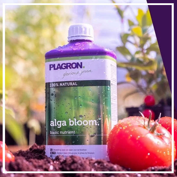 Fertilizzanti per la Fase di Fioritura