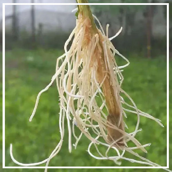 Fertilizzanti Radicanti