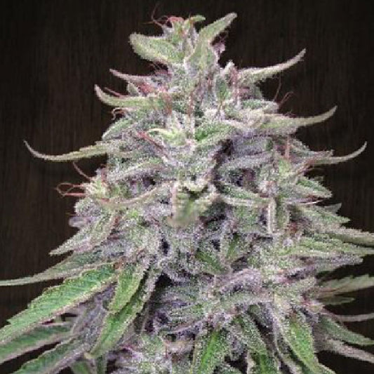 Ace Seeds Bangi Haze Regolare