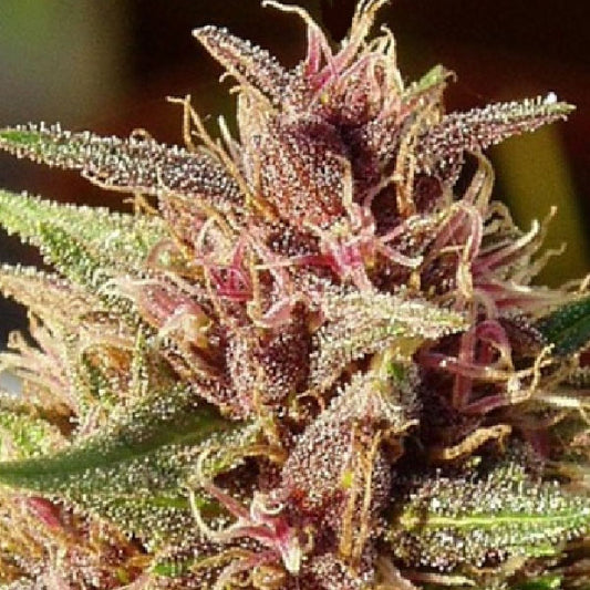 Ace Seeds Erdpurt Regolare