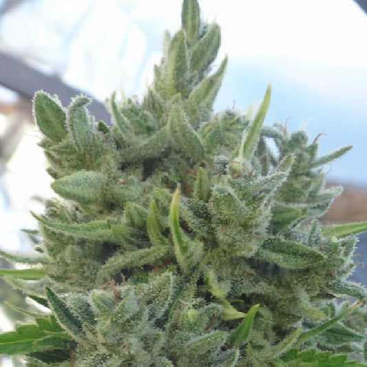 Ace Seeds Killer A5 Haze