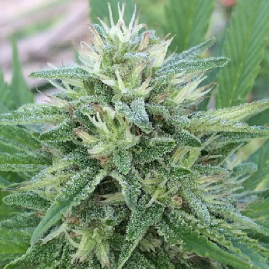 Ace Seeds Panama x Bangi Haze