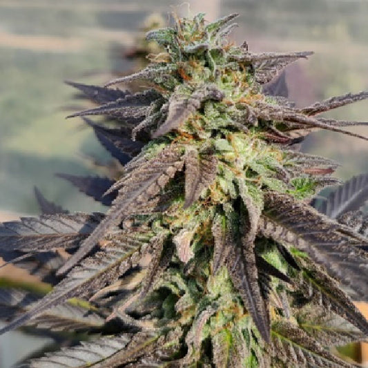 Ace Seeds Zamadelica x Kali China