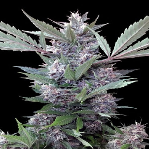 Ace Seeds Bubba Kush x PCK Regolare