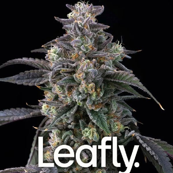 Barney's Farm Candy Pack