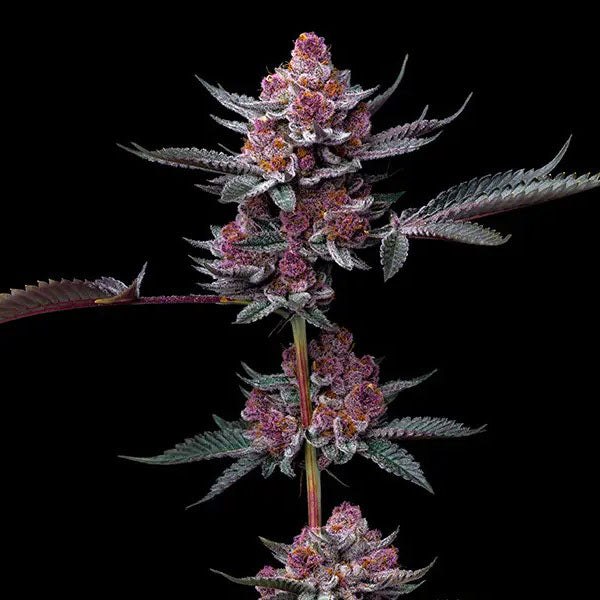 Barney's Farm Candy Pack