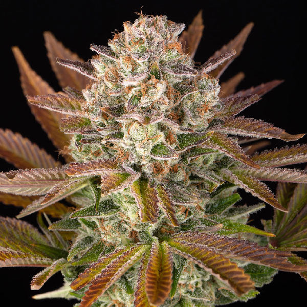 Barney's Farm Candy Pack