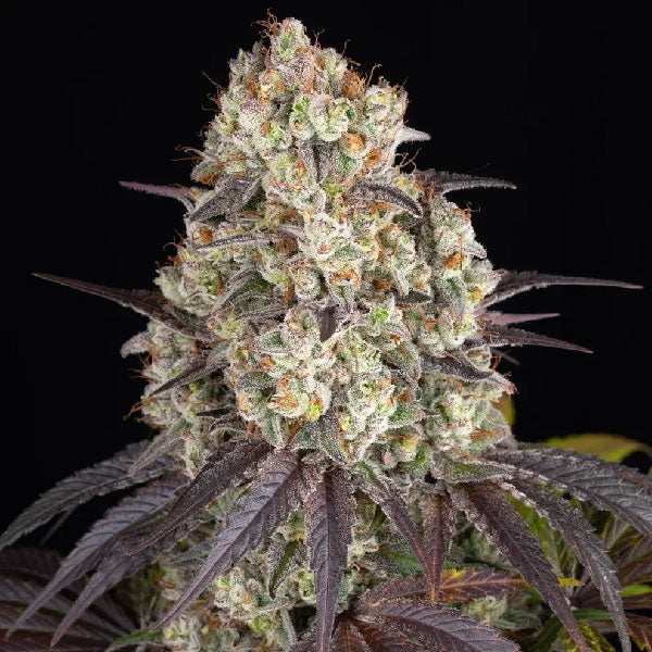 Barney's Farm Gary Payton