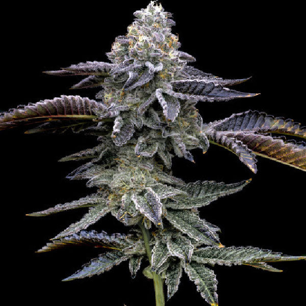 Barney's Farm Gas Pack