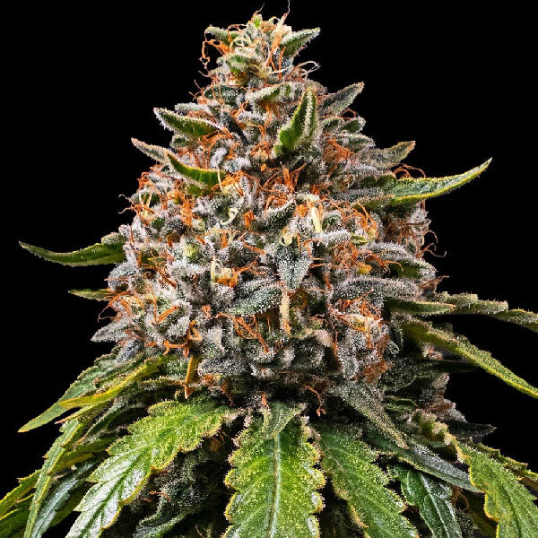 Barney's Farm Gas Pack