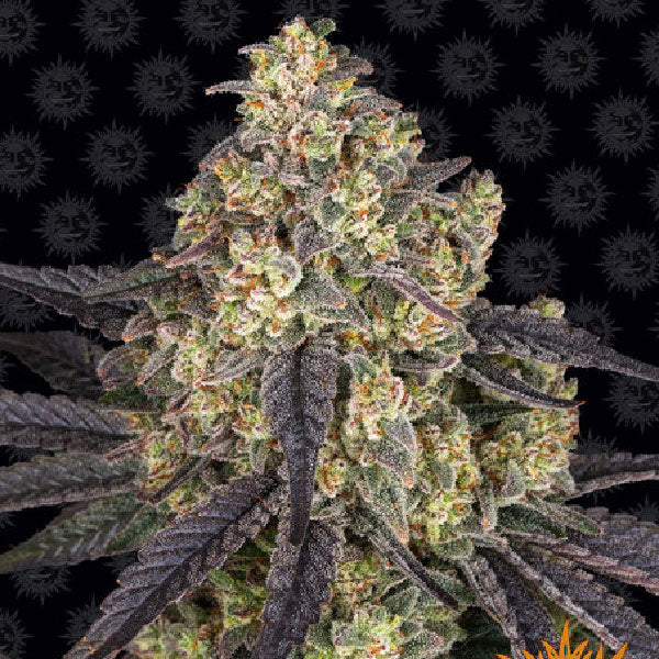 Barney's Farm Kush Mintz