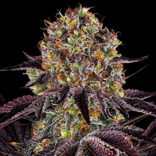 Barney's Farm Runtz x Layer Cake